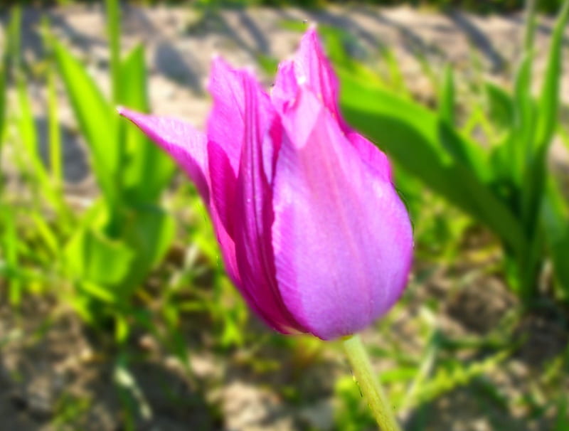 Harbinger Of Spring, sun, spring, purple, tulip, HD wallpaper