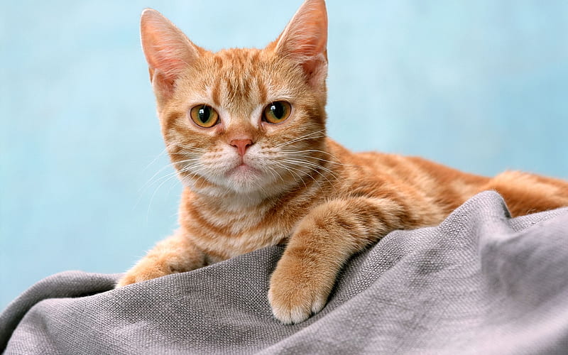 blanket, red cat, pet, pose, HD wallpaper