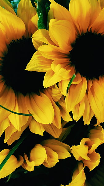 Sunflowers, flowers, nature, sunflower, HD phone wallpaper | Peakpx