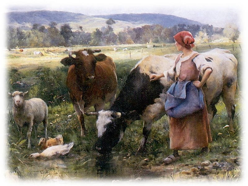 Farm Wife's Life, farm, stream, sheep, ducks, wife, fields, work, cows, HD wallpaper