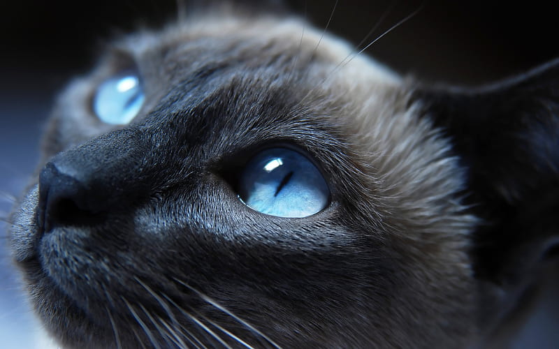 Cat Eyes Closeup, cat, animals, HD wallpaper