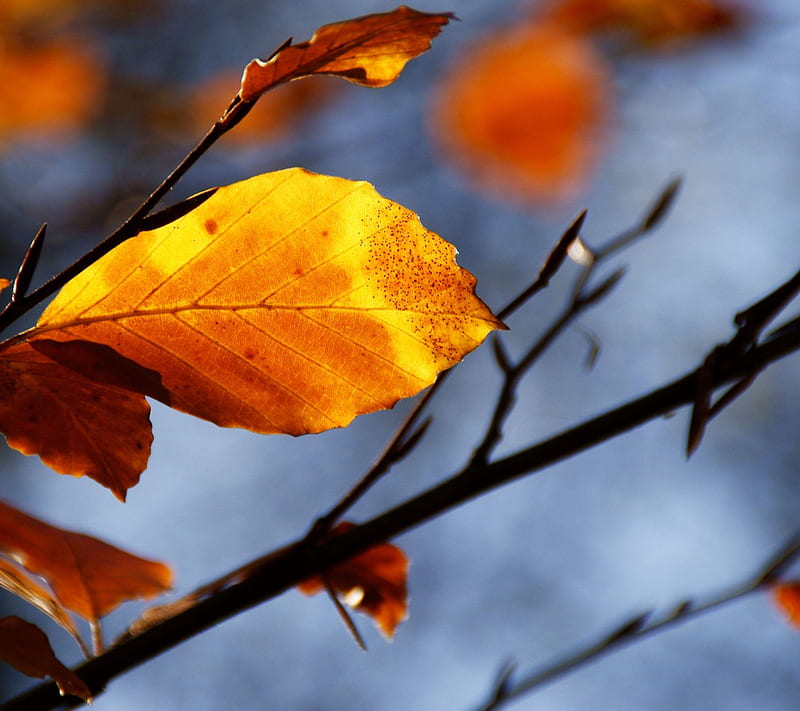 Autumn leaf, colours, orange, HD wallpaper