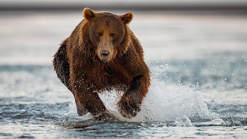Bear Is Running On Water Animals, HD wallpaper
