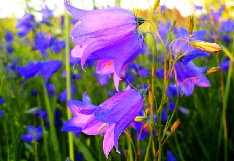 Evening bells., flovers, summer, beauty, nature, HD wallpaper