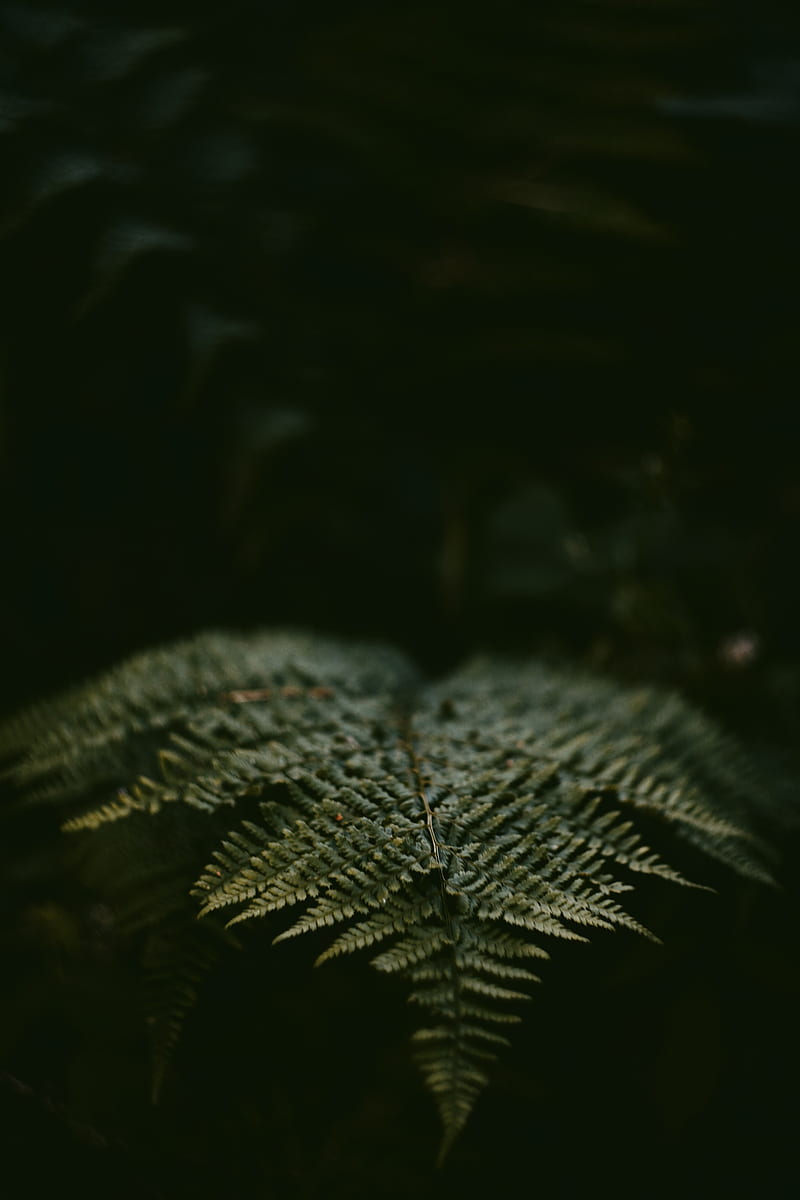 fern, leaf, plant, green, macro, HD phone wallpaper