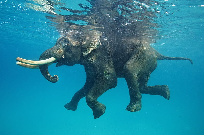 Elephant, trunk, swim, animal, HD wallpaper
