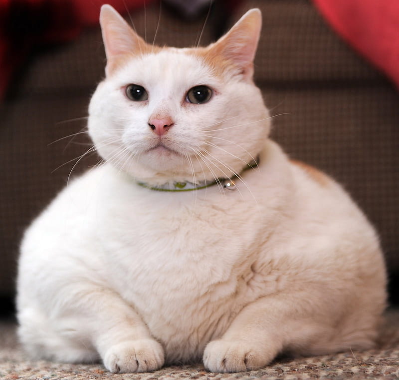 Fat, cute, cat, animal, HD wallpaper