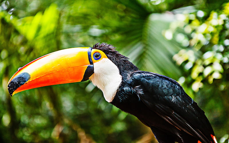 toucan, close-up, jungle, wildlife, bokeh, exotic birds, forest, Ramphastidae, HD wallpaper