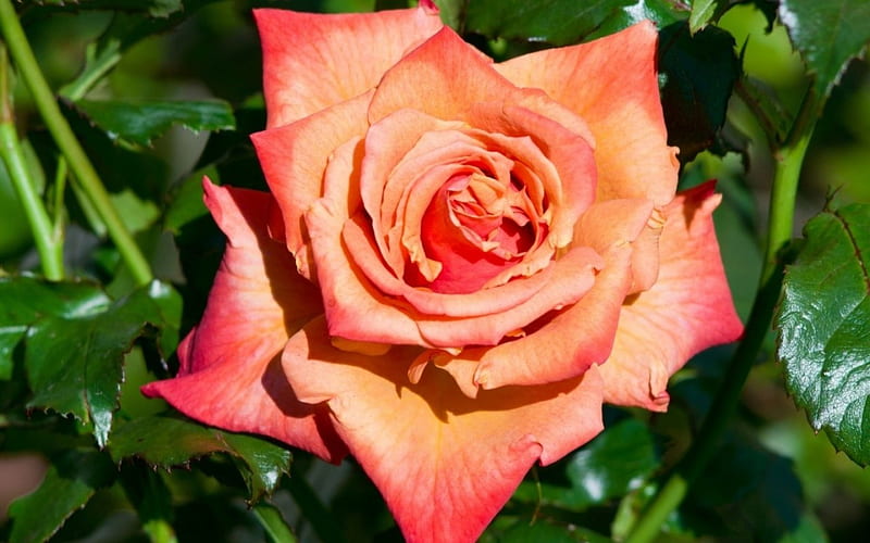 Rose, flower, close up, bud, HD wallpaper