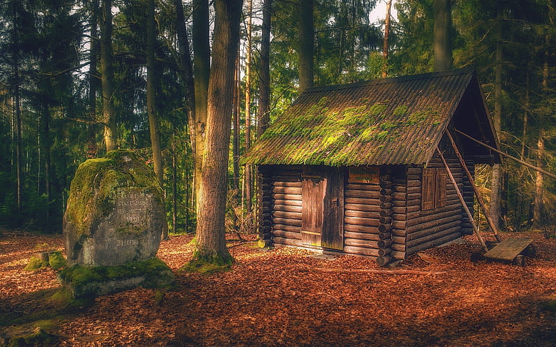 Forest Lodge, cabin, wooden, forest, hut, rock, moss, HD wallpaper