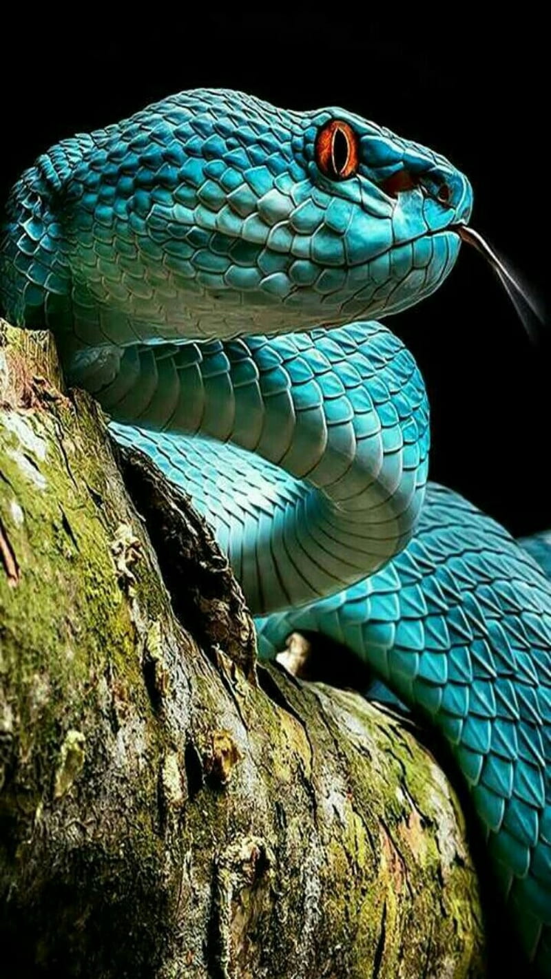 Snake, black, blue, eyes, snakes, HD phone wallpaper