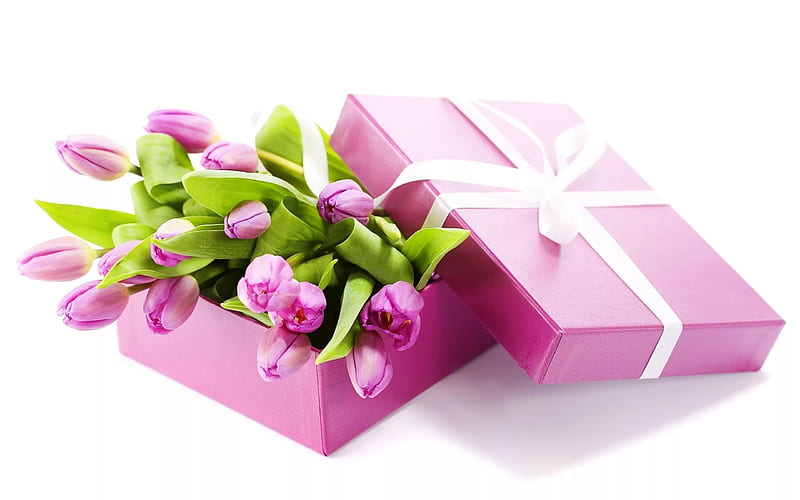Purple tulips, spring, spring flowers, tulips, gift, HD wallpaper