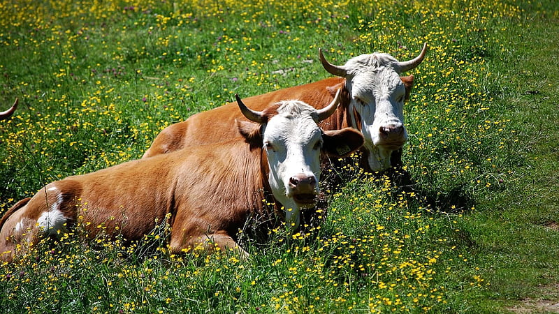 Brown Cow Print Cow Print, HD wallpaper