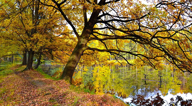Reflexiones de otoño, follaje, lago, bosque, otoño, otoño, amarillo,  parque, Fondo de pantalla HD | Peakpx