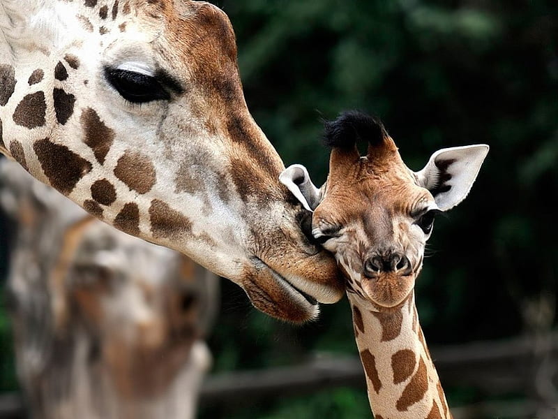 GENTLE TOUCH (FOR Flutterby1948), mothers love, savannah, wildlife, babies, moms and kids, calf, giraffe, africa, HD wallpaper