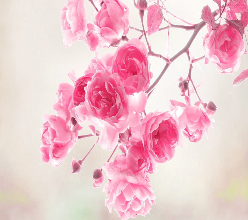 Beautiful Roses, HD wallpaper | Peakpx