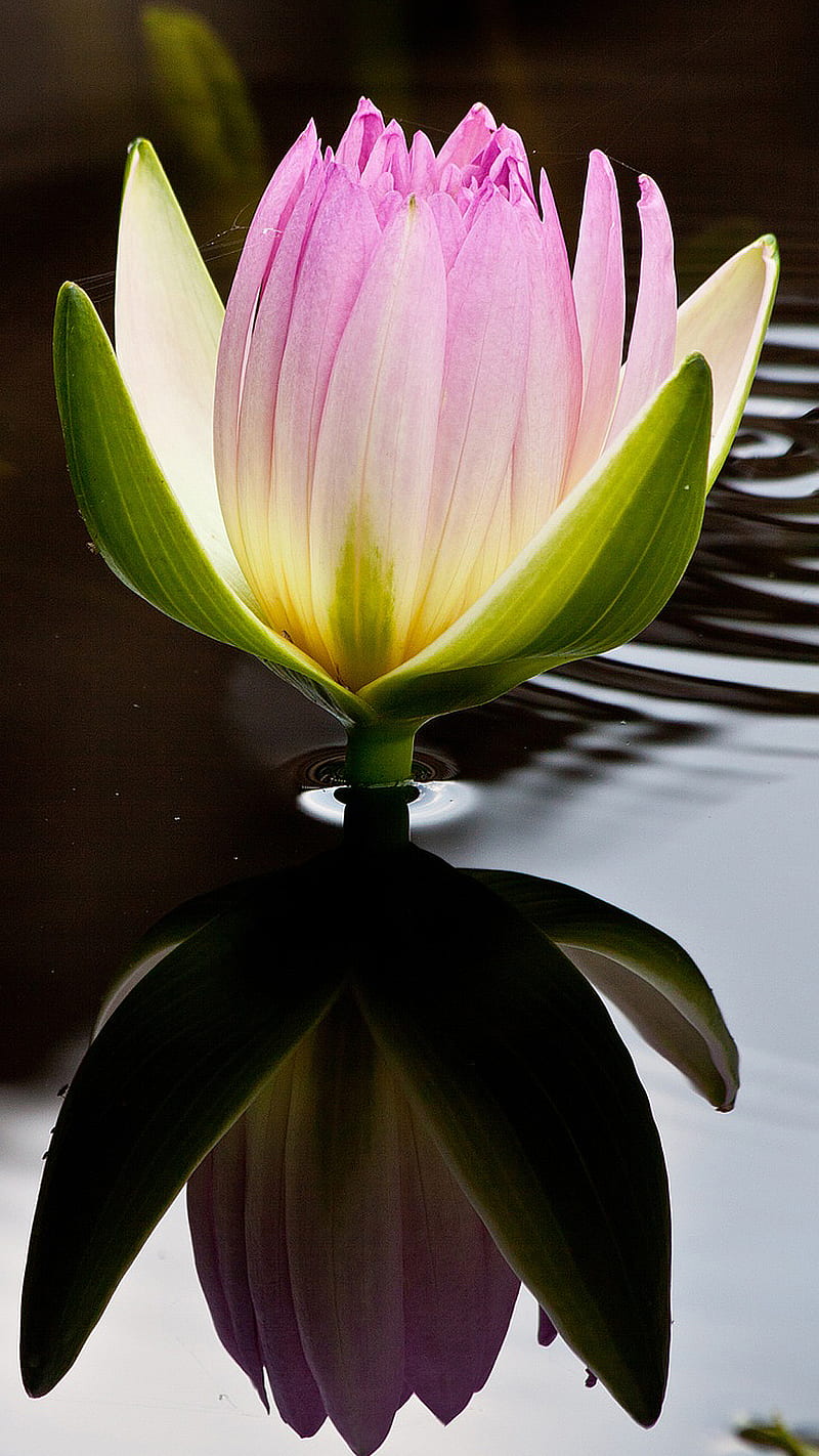 Lotus flower, flower, lotus, nature, pink, water, HD phone wallpaper