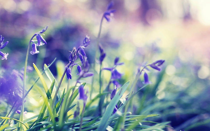 Violets-Plant close-up, HD wallpaper