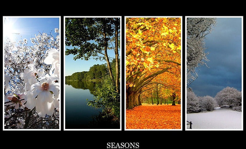 4 Seasons, autumn, sumer, nature, spring, seasons, winter, HD wallpaper