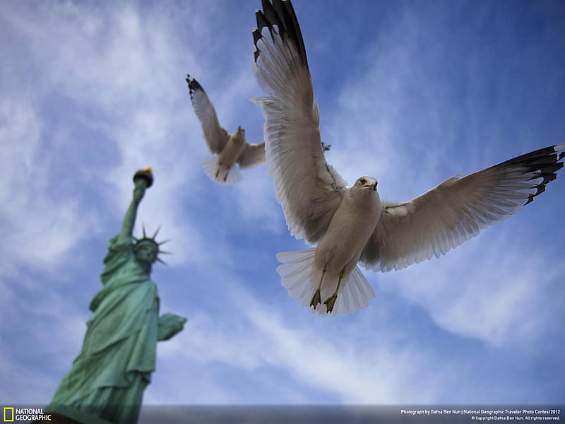 Seagulls flying-National Geographic, HD wallpaper
