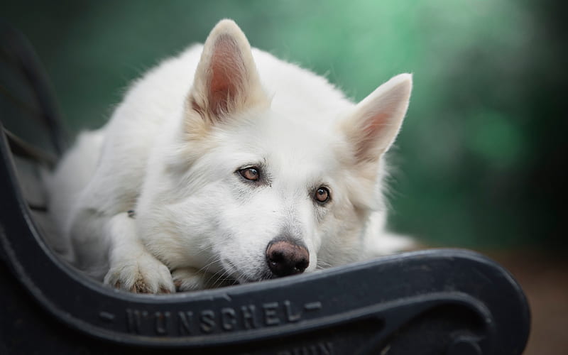 White Swiss Shepherd, Berger Blanc Suisse, white dog, cute animals, pets, Swiss breeds of dogs, HD wallpaper