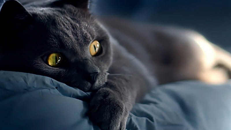 Cat on the bed, people, entertainment, cats, animals, other, HD wallpaper