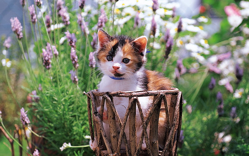 small cat-a small basket cat, HD wallpaper