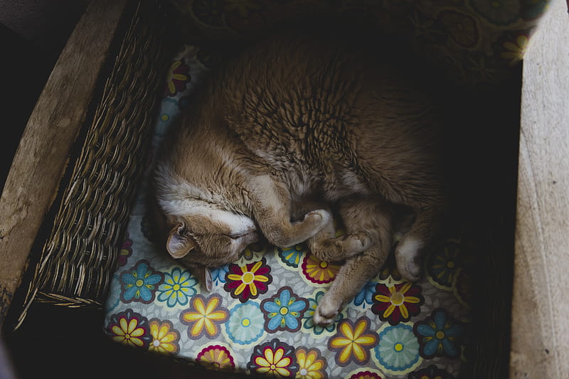 Brown cat on pet bed, HD wallpaper | Peakpx