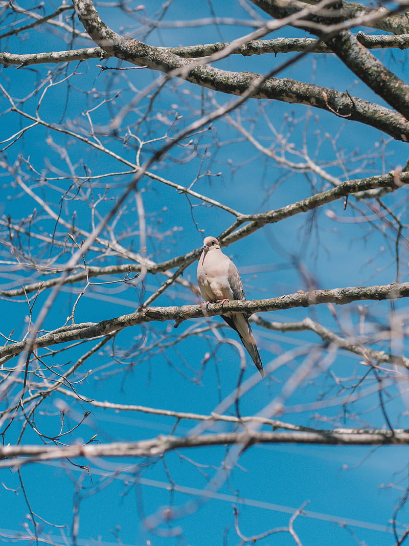 white pigeon, pigeon, bird, branches, HD phone wallpaper