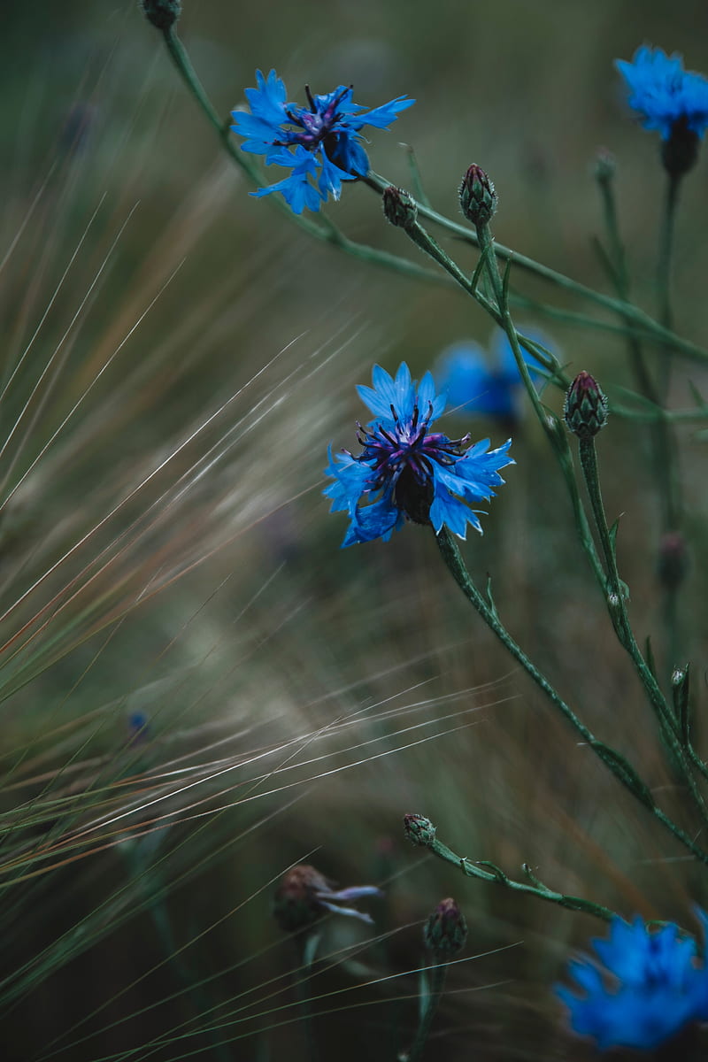cornflower, flowers, grass, blue, HD phone wallpaper