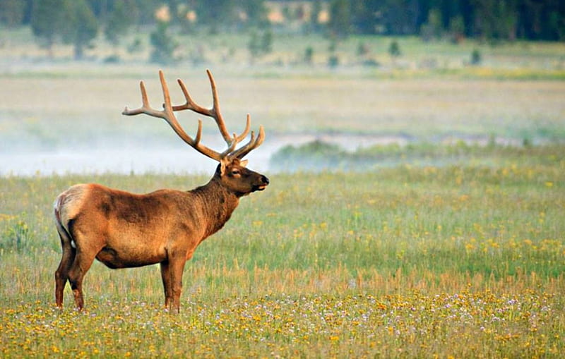 Red deer, buck, graceful, noble, strong, HD wallpaper | Peakpx