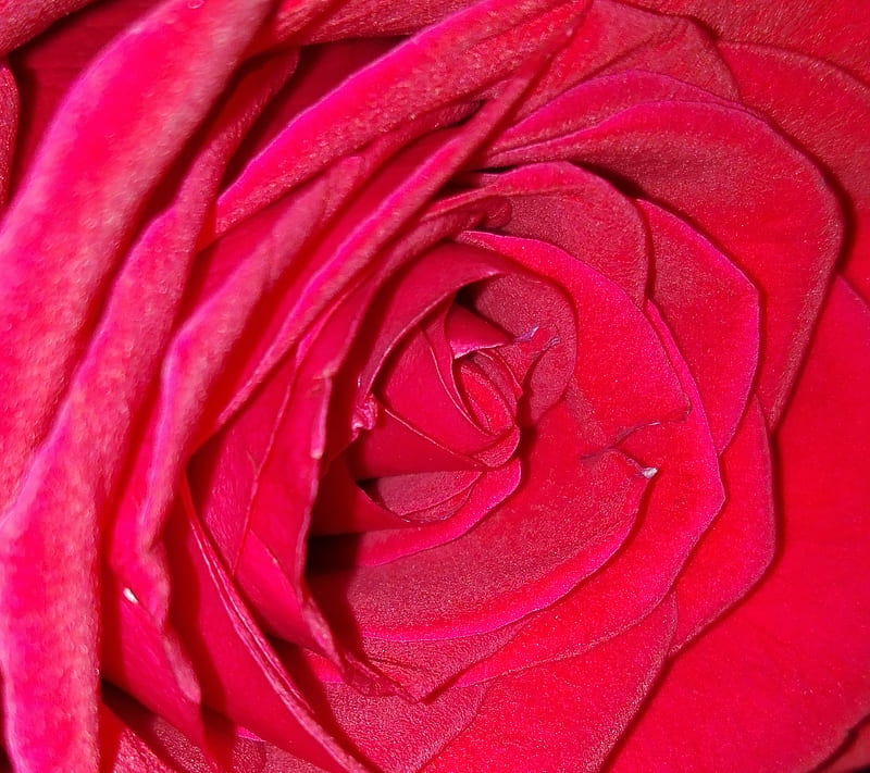 rose, all, fake, redred, HD wallpaper