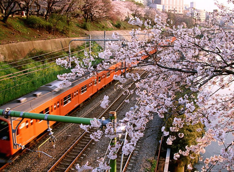 Spring View, sakura, japan, japanese, train, flowers, spring, cherry blossom, HD wallpaper