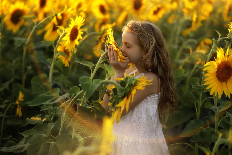 Pequeño, niña, verano, flor, copil, rubio, niño, girasol, vara, Fondo de  pantalla HD | Peakpx