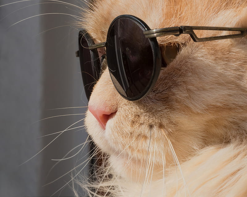 Cat wearing sunglasses relaxing in the sea background Stock Photo by  ©RasulovS 100460826