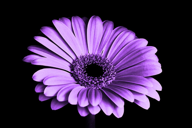 Close Up Of Purple Petaled Flower, purple, flower, HD wallpaper