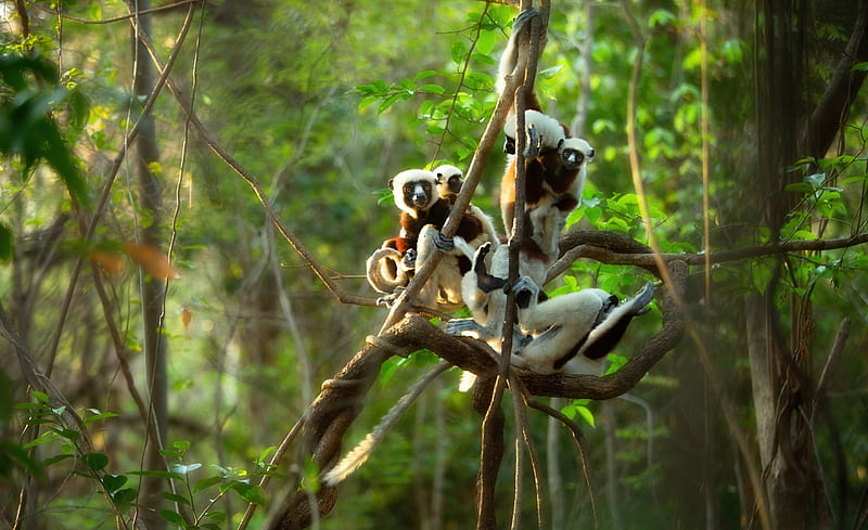 Monkeys, Lemur, HD wallpaper