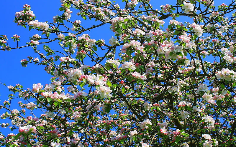 Apple Blossoms, blossoms, apple, flowering, tree, HD wallpaper
