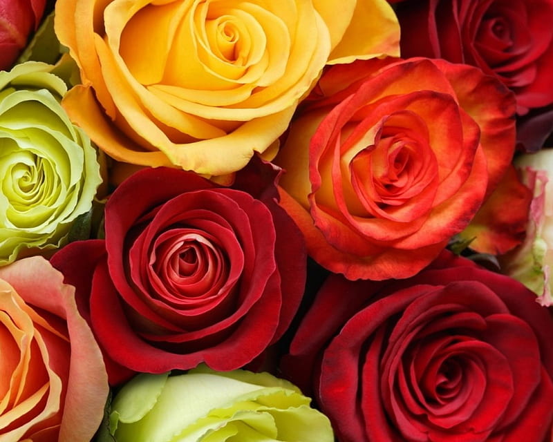 Mix colours of roses, red, green, orange, yellow, roses, HD wallpaper |  Peakpx