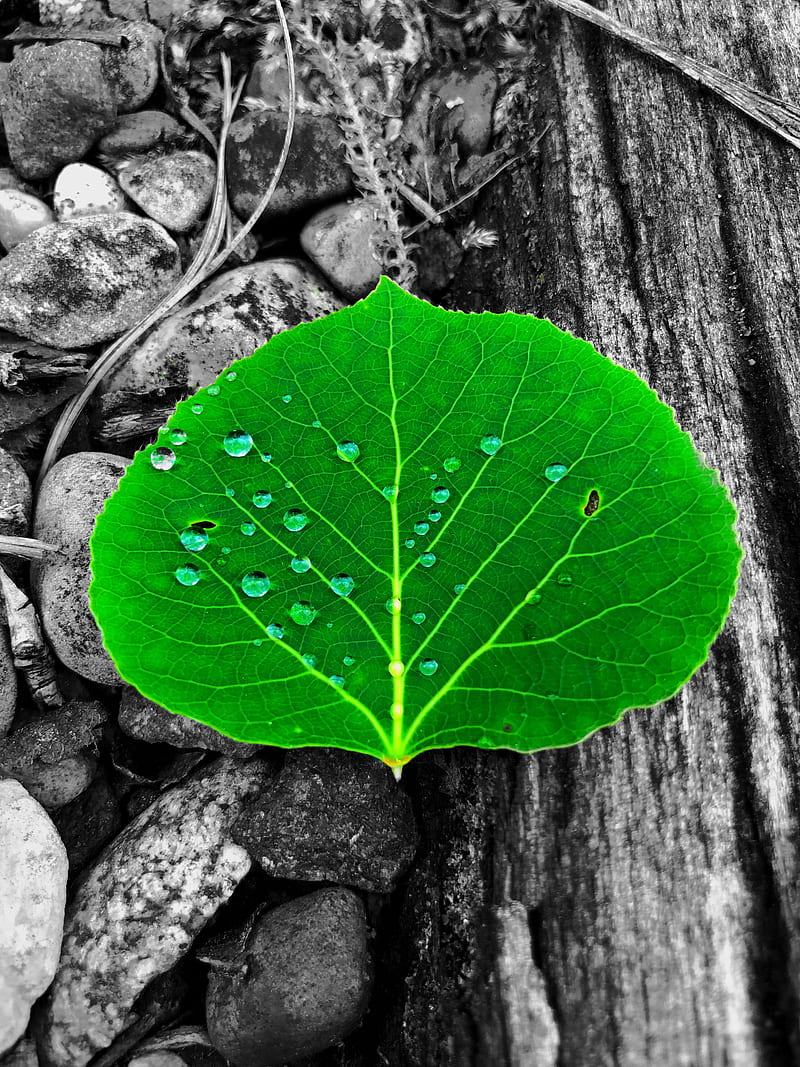 Black and White Leaf, abstract, color, contrast, fall, good, green, luck, michigan, spring, HD phone wallpaper