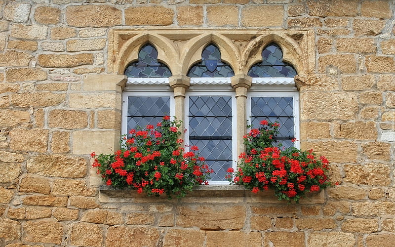 Window with Pelargoniums, red, flowers, wall, window, HD wallpaper