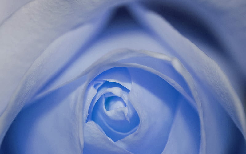 flower, blue, rose, love, HD wallpaper