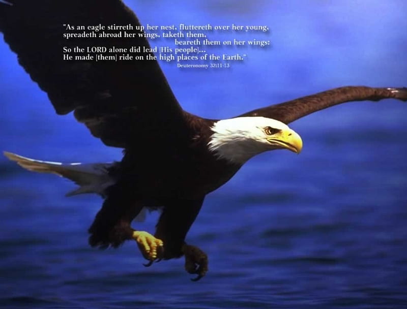 Like Eagles we shale mount up and soar :), Mounting, Soar, Wings, Eagles, HD wallpaper