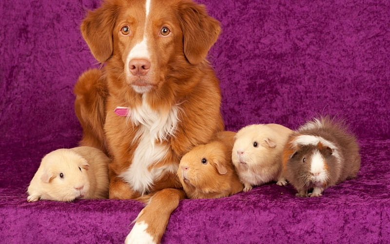 Friends, cute, friend, purple, guinea pig, pink, dog, animal, HD wallpaper