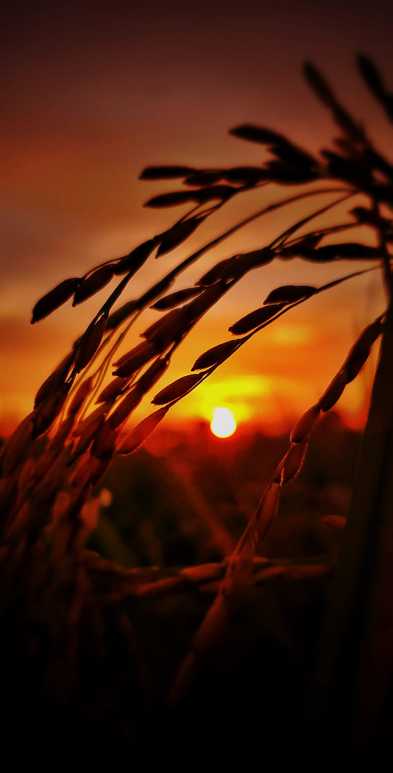 Farmer, farming, field, food, paddy, rice, sun, sunset, HD phone wallpaper