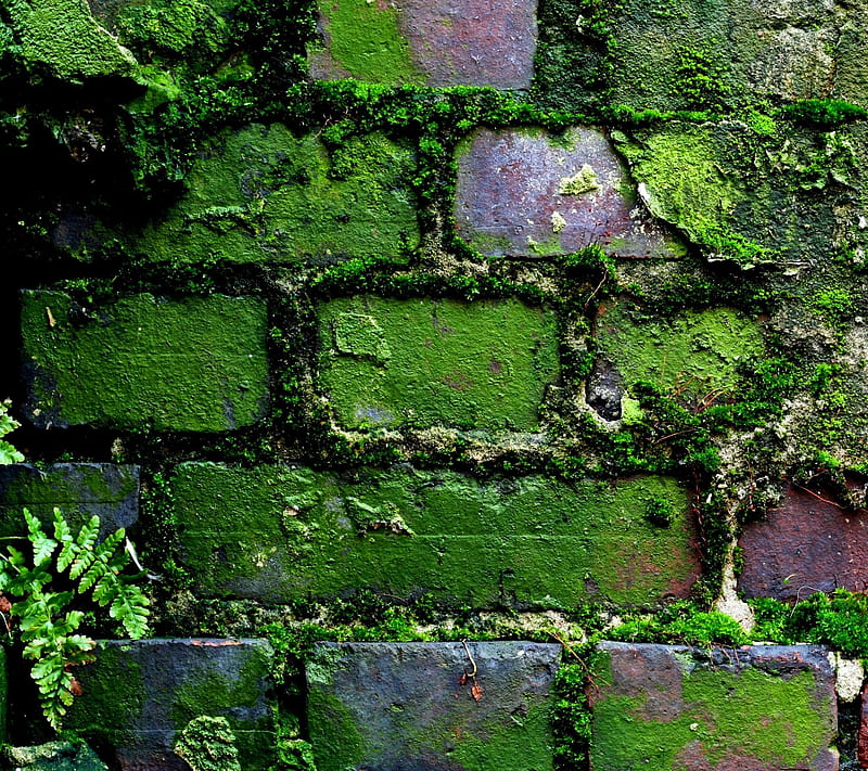 Green Wall, fv, pa, HD wallpaper