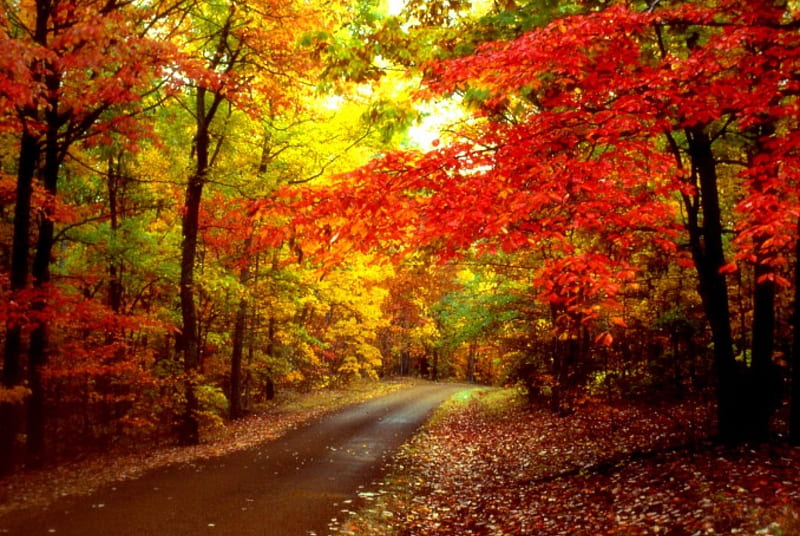 Road in autumn forest, forest, fall, autumn, colors, bonito, trees ...
