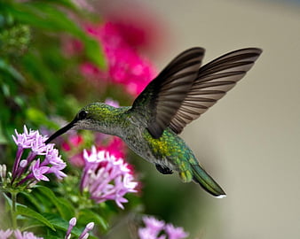 HD pink-hummingbird wallpapers | Peakpx
