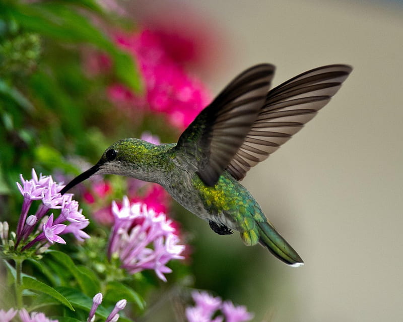 Hummingbird, flowers, bonito, pink, nectar, HD wallpaper