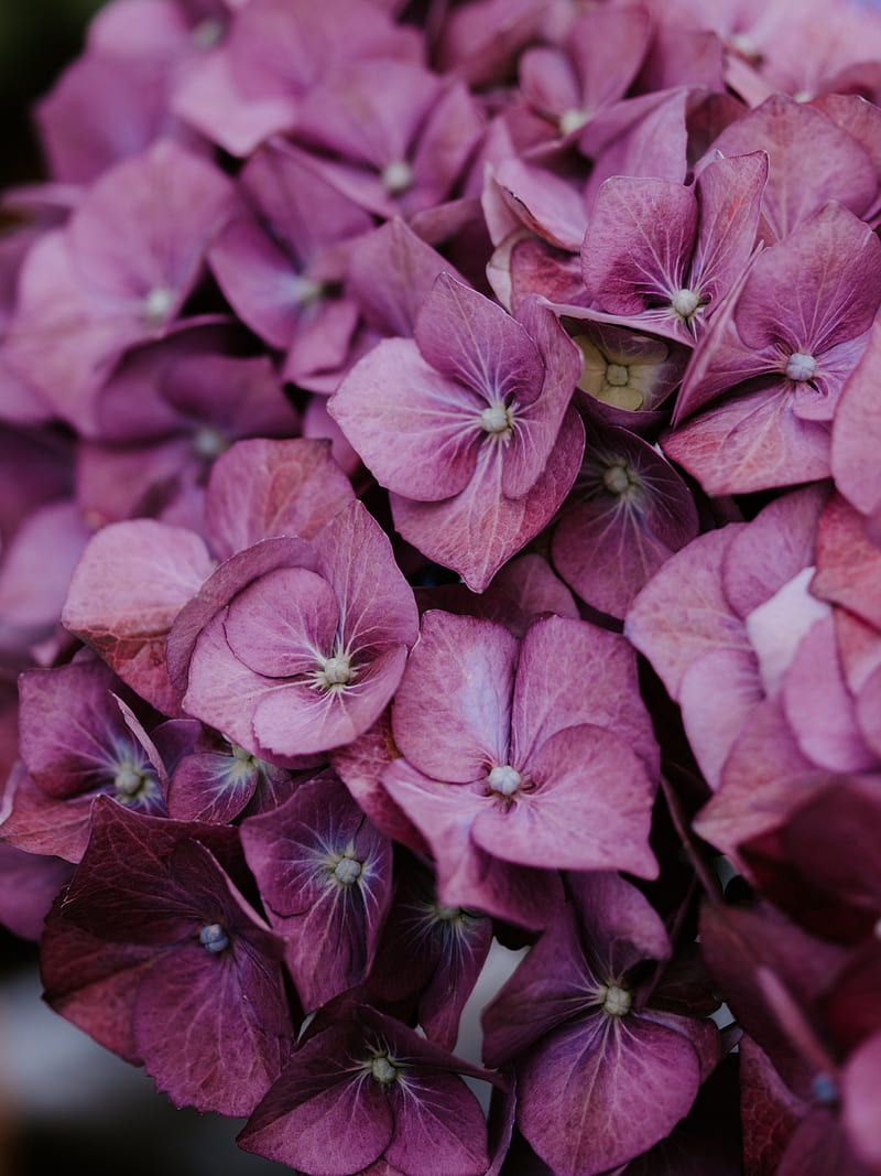 hydrangea, inflorescences, lilac, bloom, plant, HD phone wallpaper